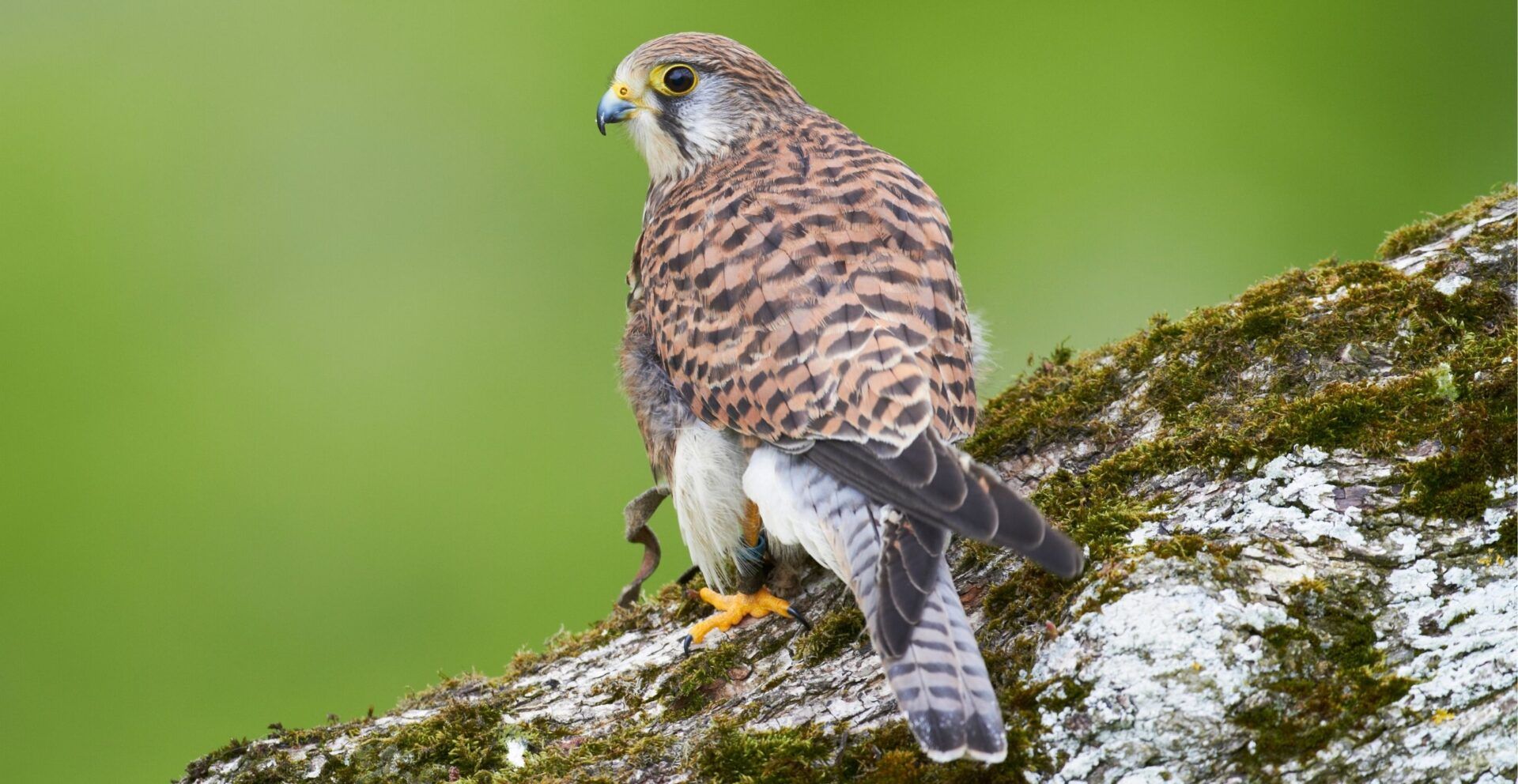 Kestrel