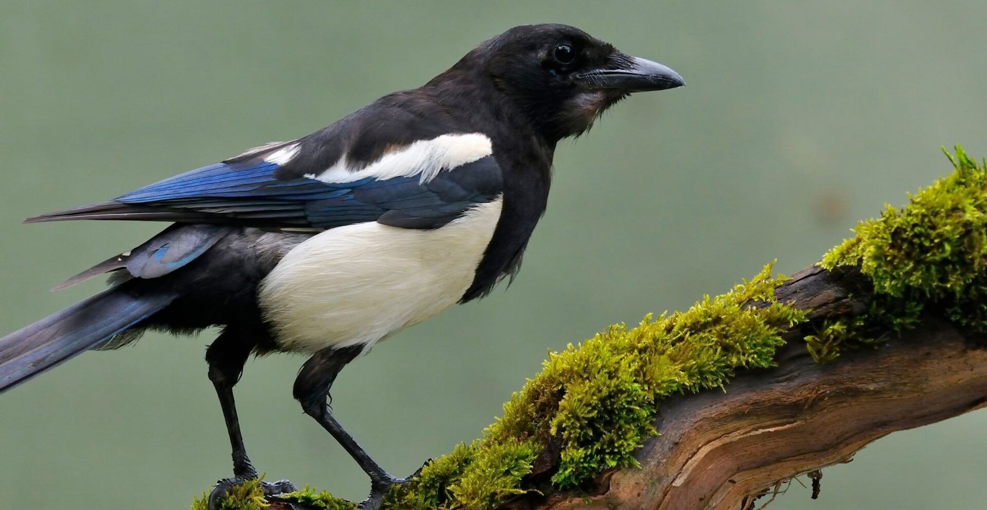 Magpie