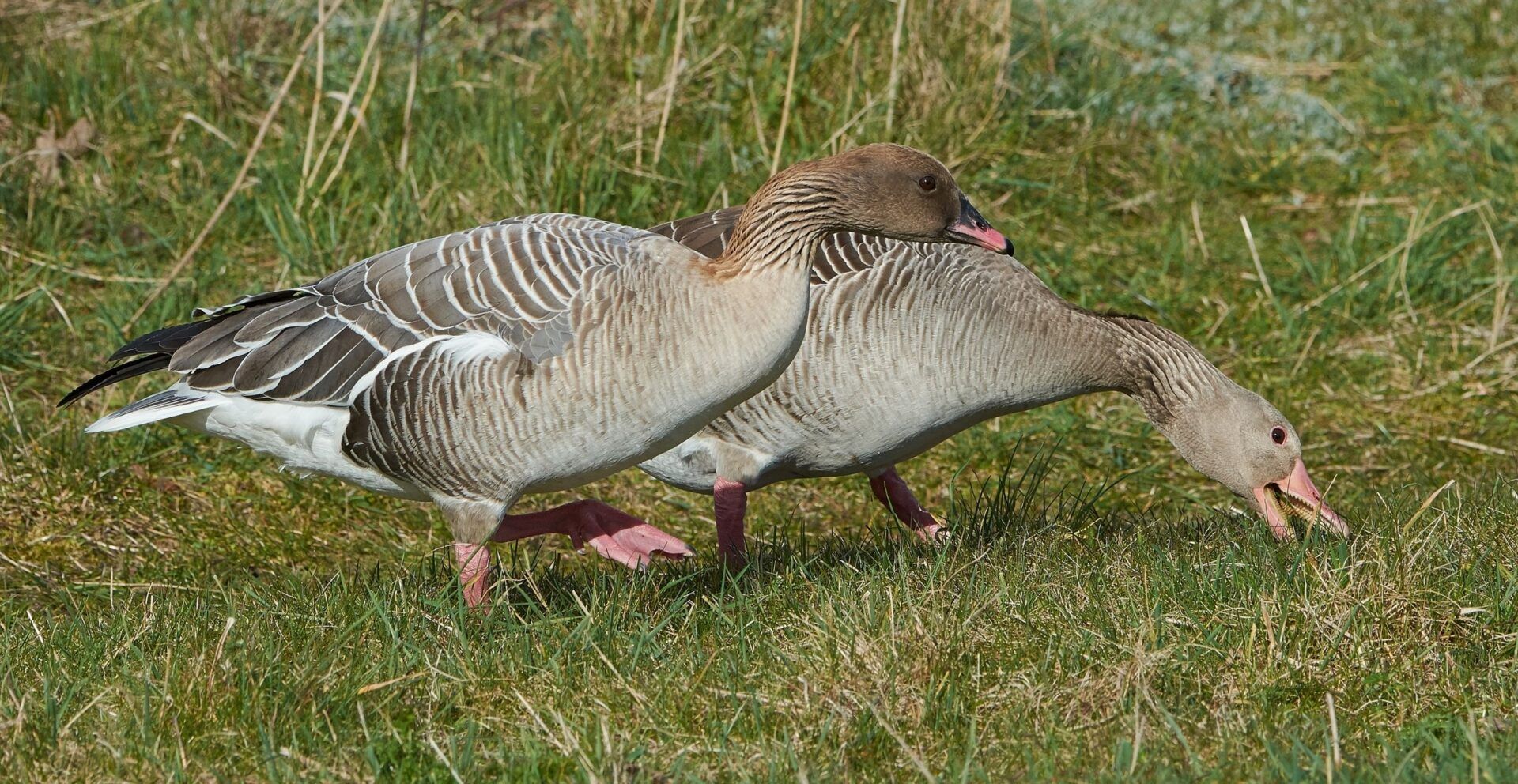 Pink footed geese
