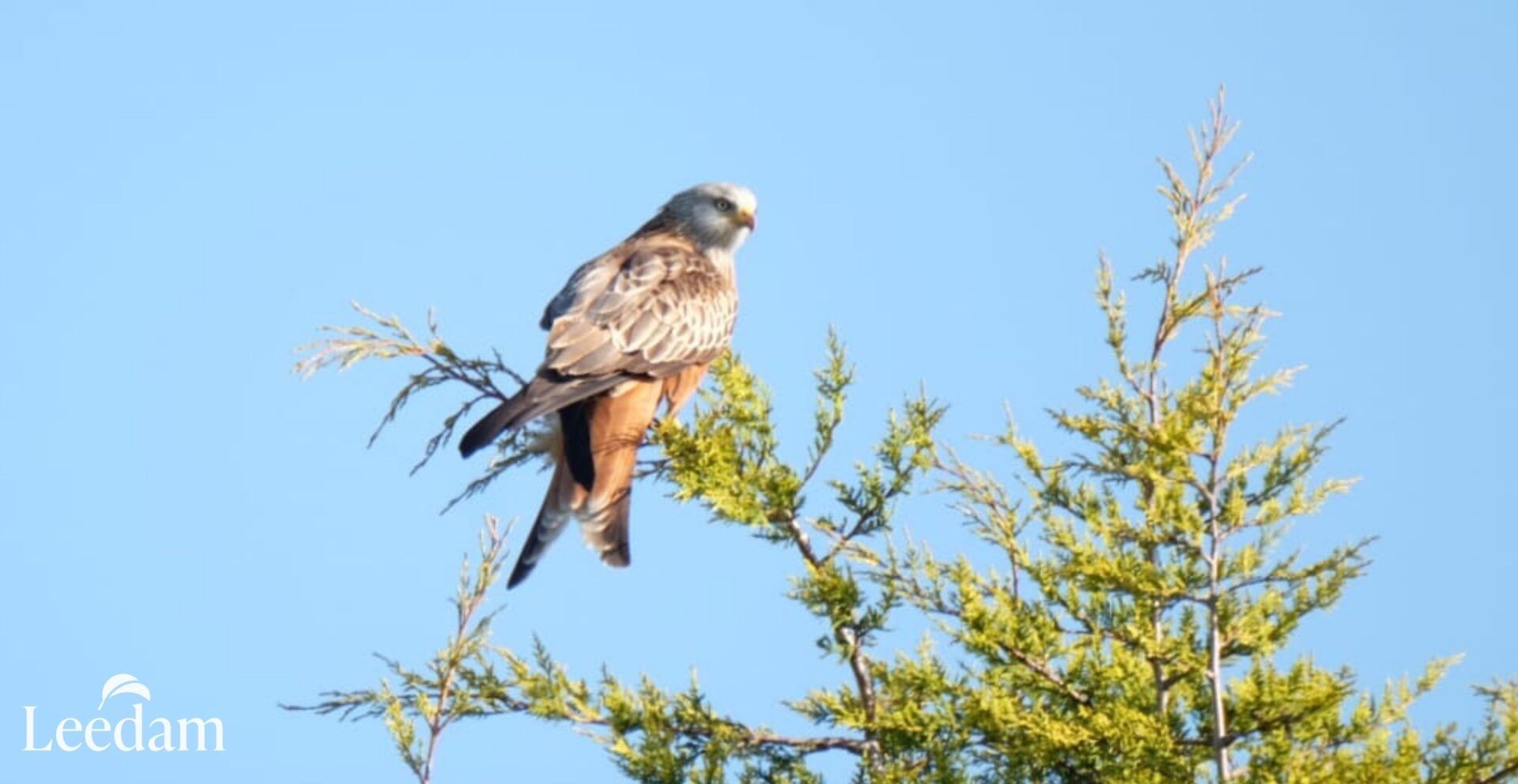 Red Kite