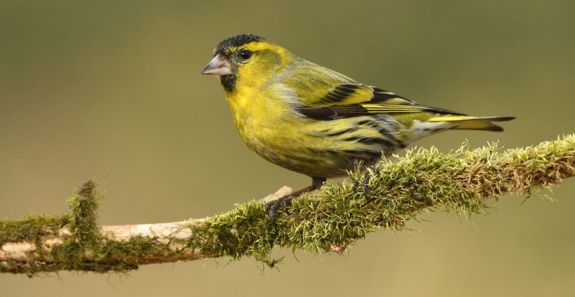 Siskin