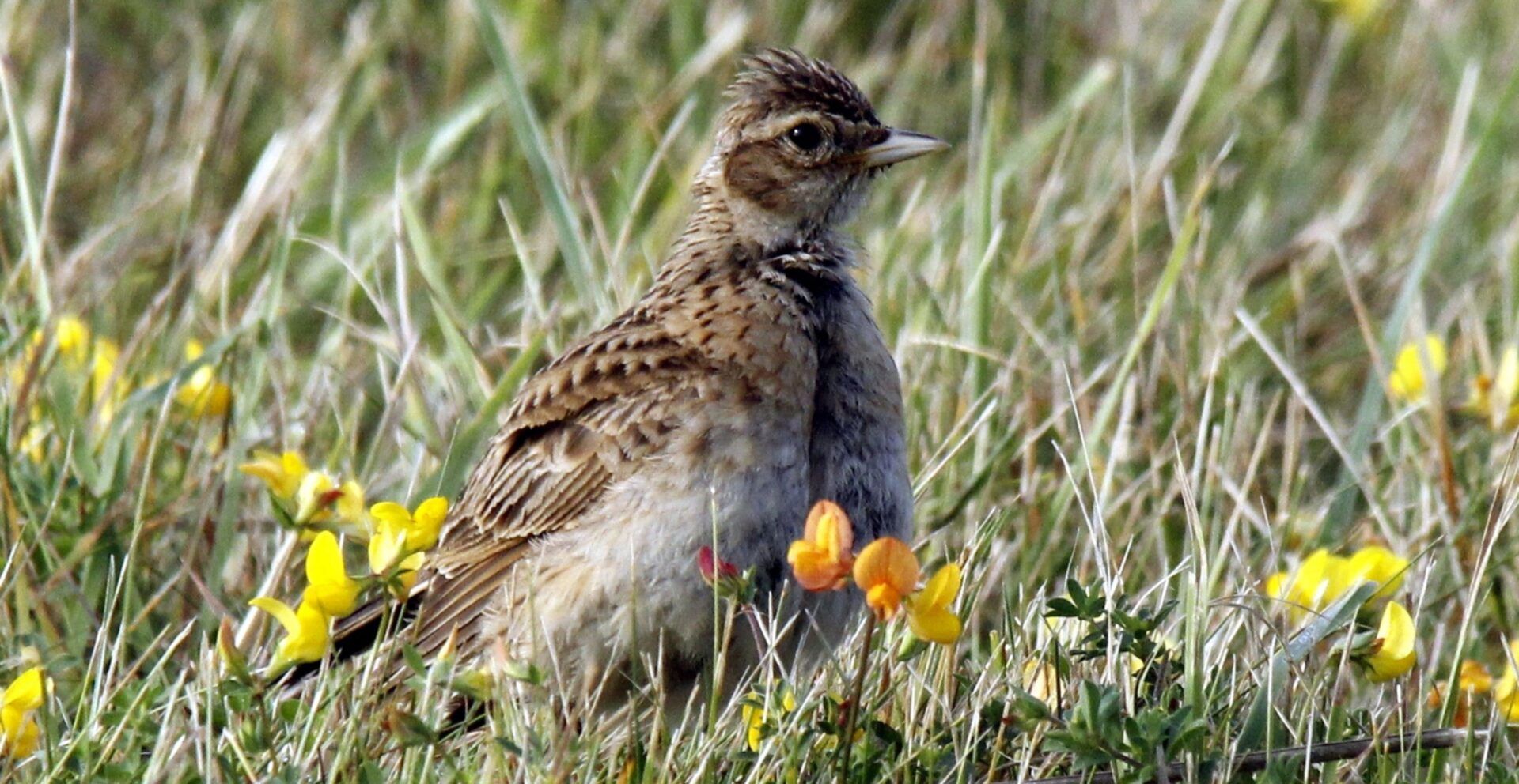 Skylark