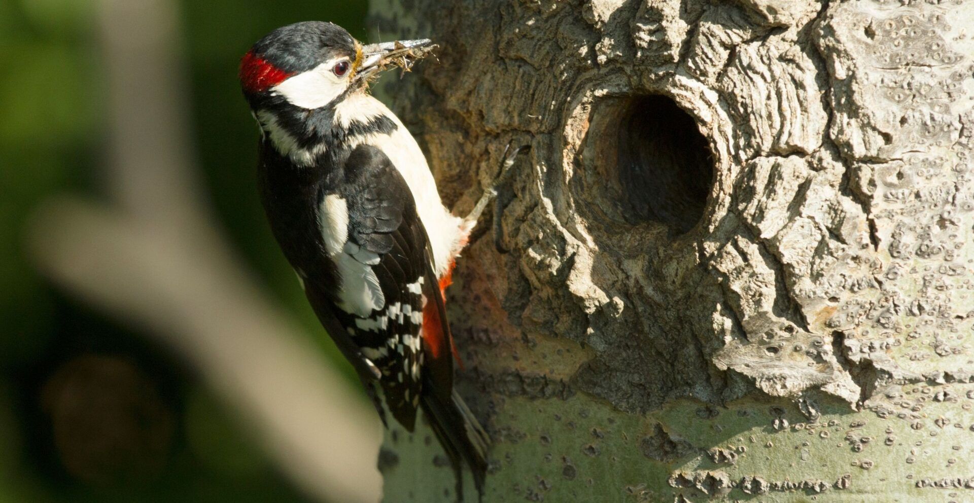 Woodpecker