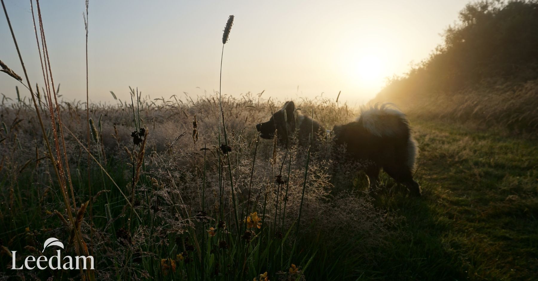Dog in meadow at Pembrokeshire natural burial ground