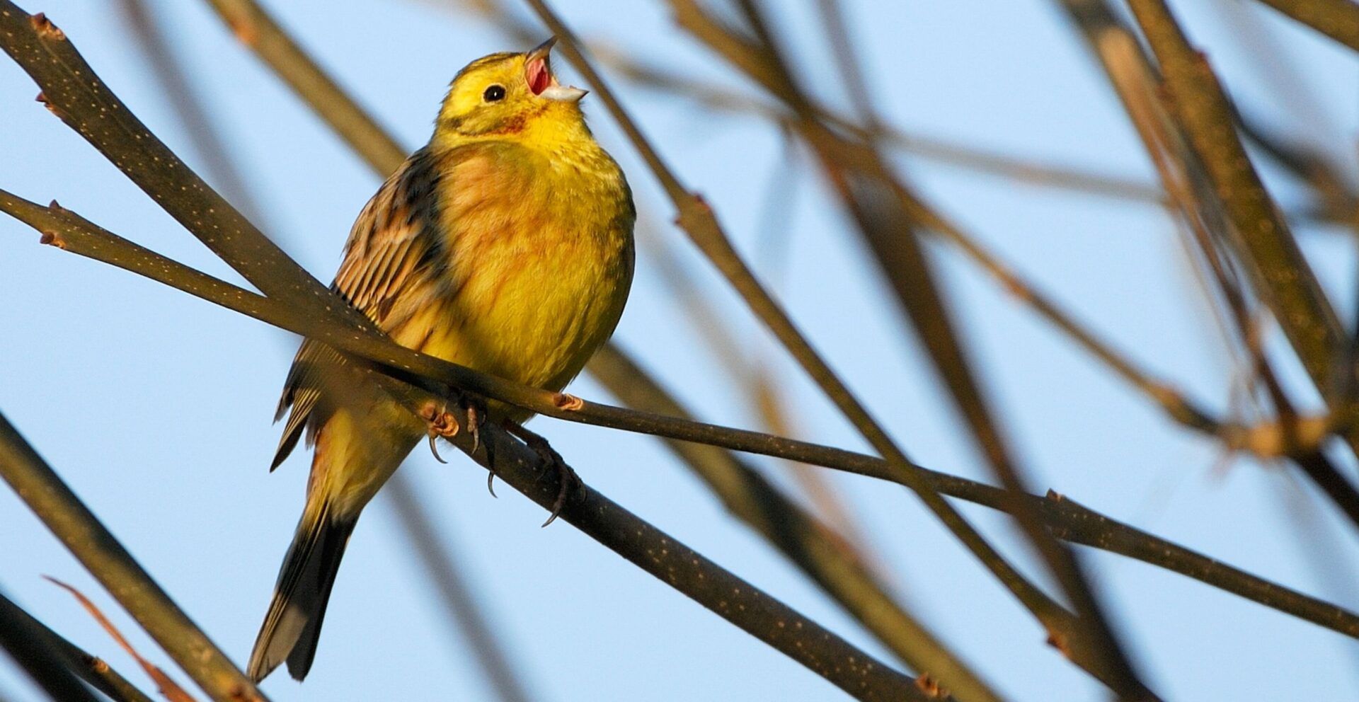 Yellowhammer