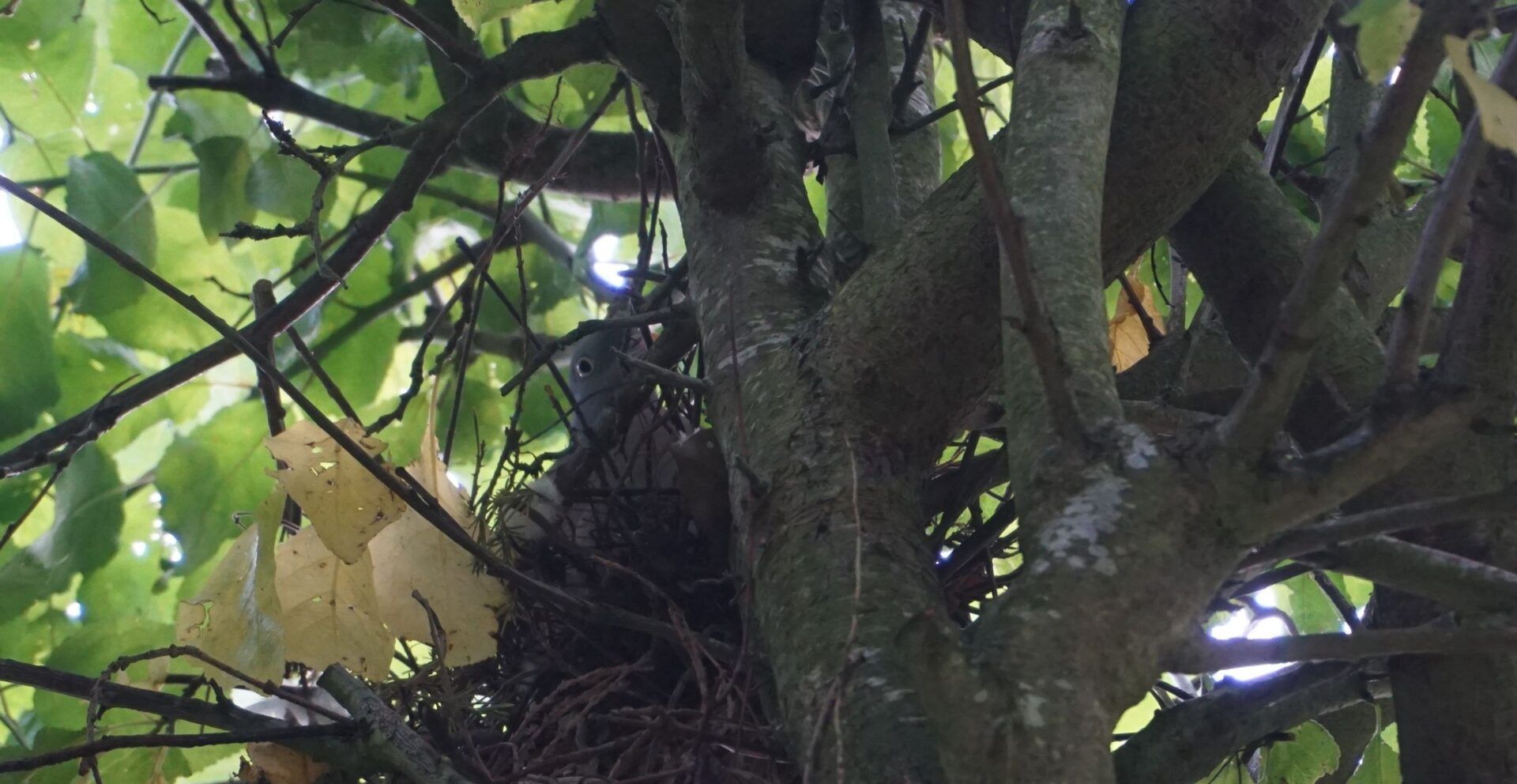 Wood Pidgeon in nest