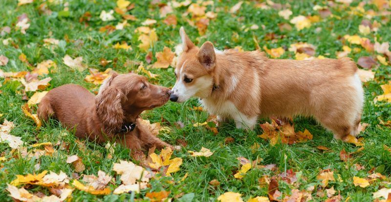 Dogs playing in leaves