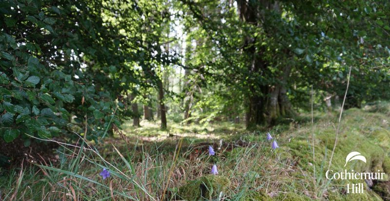Hare bells at woodland burial ground