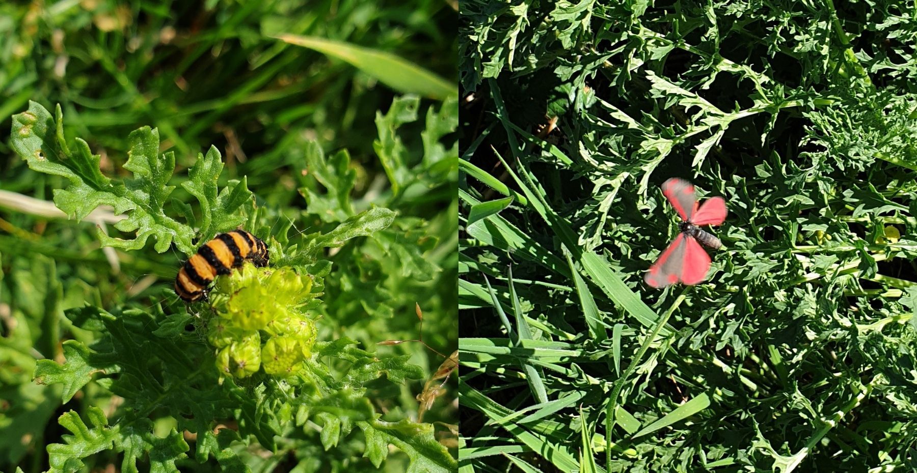 Cinnabar moth