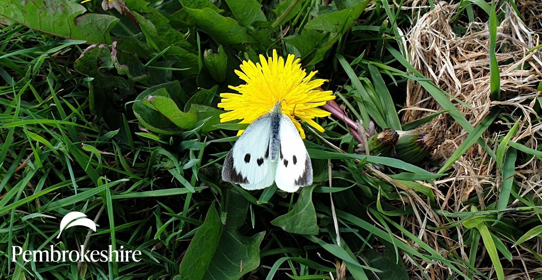Cabbage White