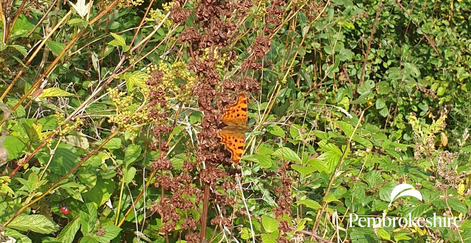 Comma Butterfly
