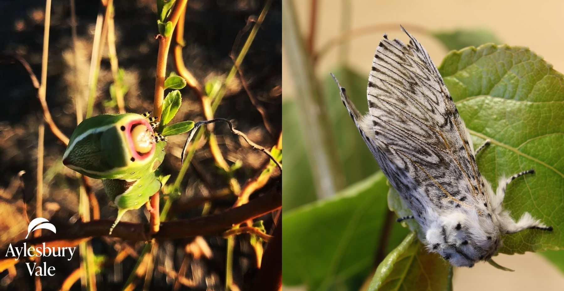 Puss Moth Caterpillar