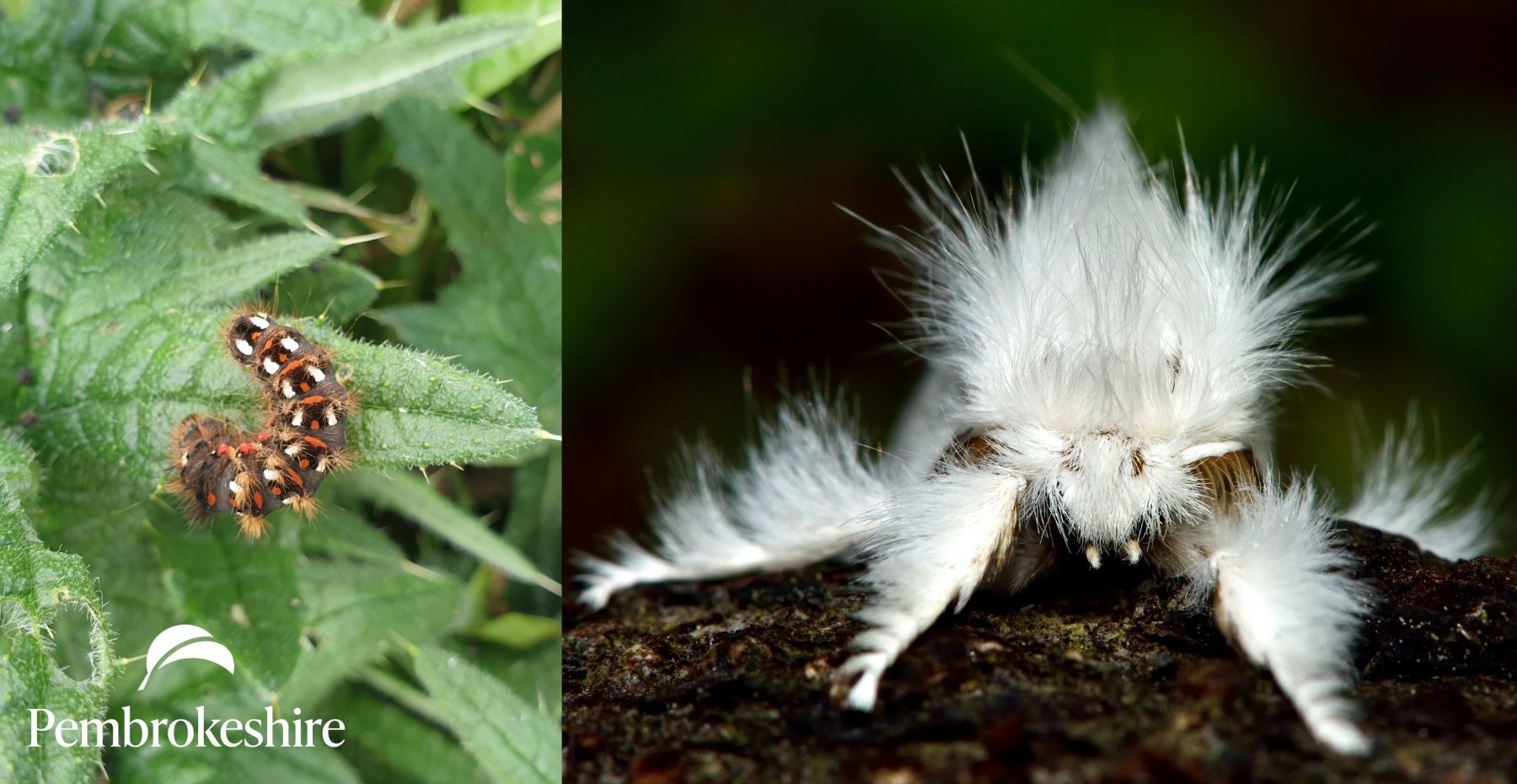 Yellow Tail Moth