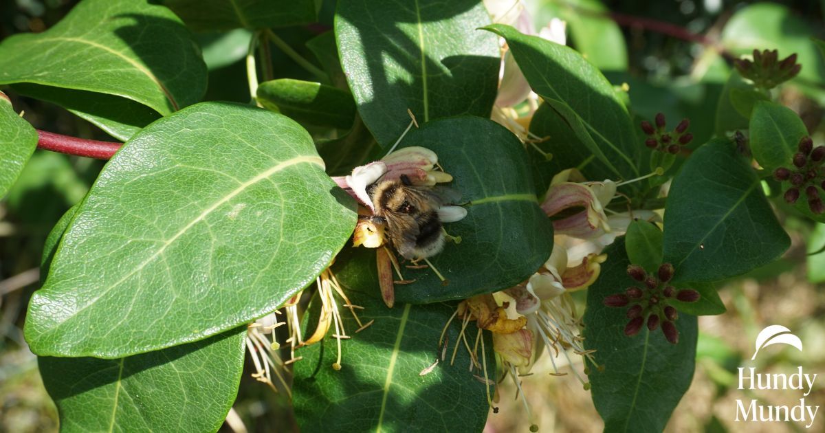 Bee at Hundy Mundy Woodland Burial Ground