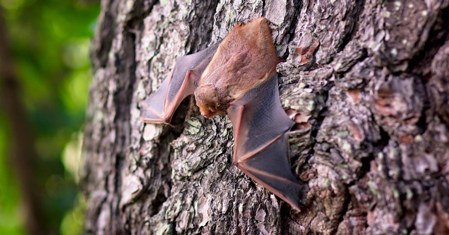 A small brown bat hanging from a tree trunk