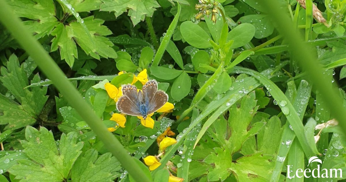 A photo of wildlife at the burial ground, a butterfly resting on a yellow flower surrounded by green leaves