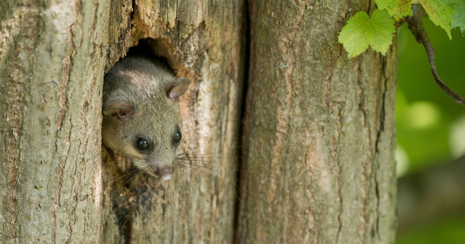 Dormouse in tree