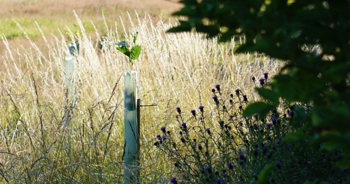 Newly planted tree at Pembrokeshire