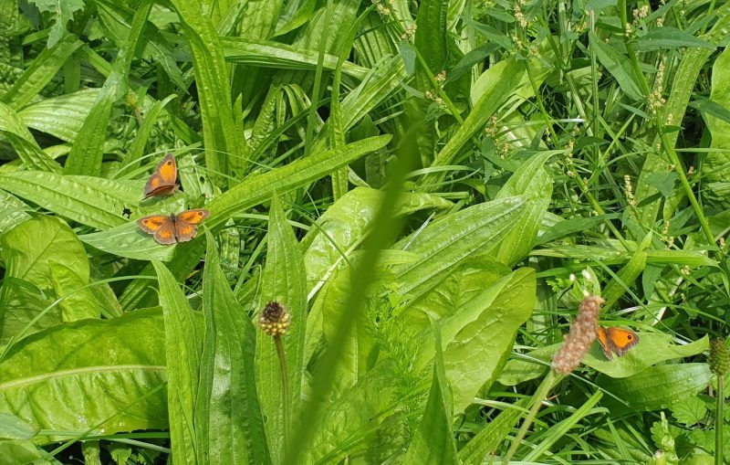 Butterflies sitting on leaves at Pembrokeshire natural burial ground