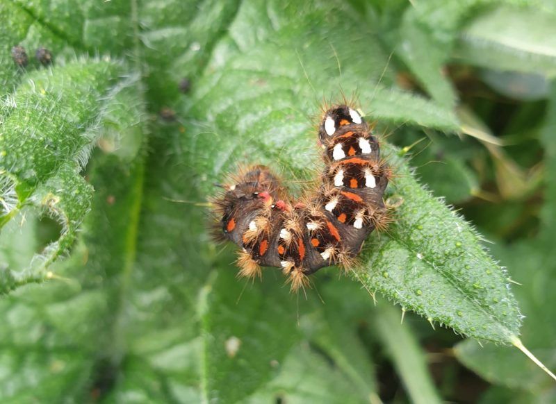 Catepillar at Pembrokeshire natural burial ground