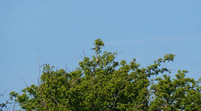 Blue tit sitting in a tree at Pembrokeshire natural burial ground