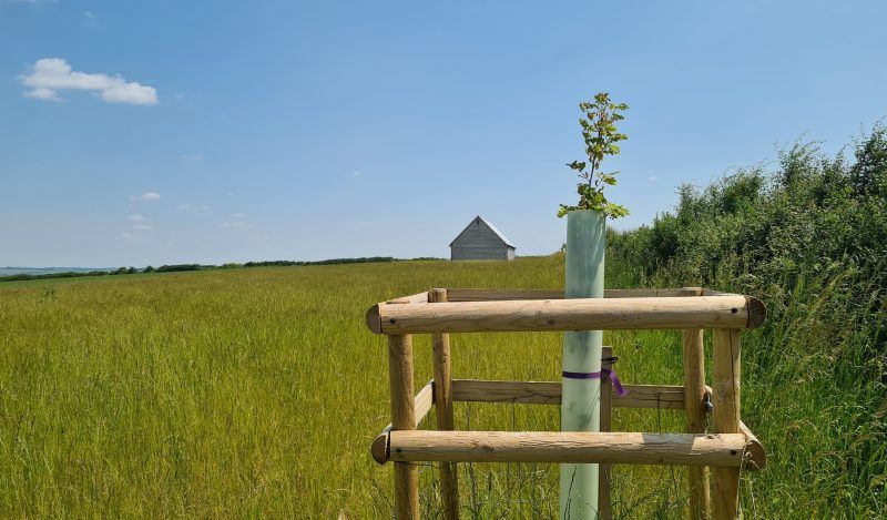 Newly planted oak tree memorial at Dorset Downs natural burial ground