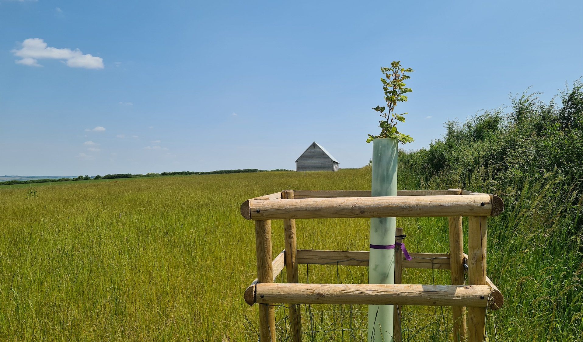 Newly planted oak tree memorial at Dorset Downs natural burial ground