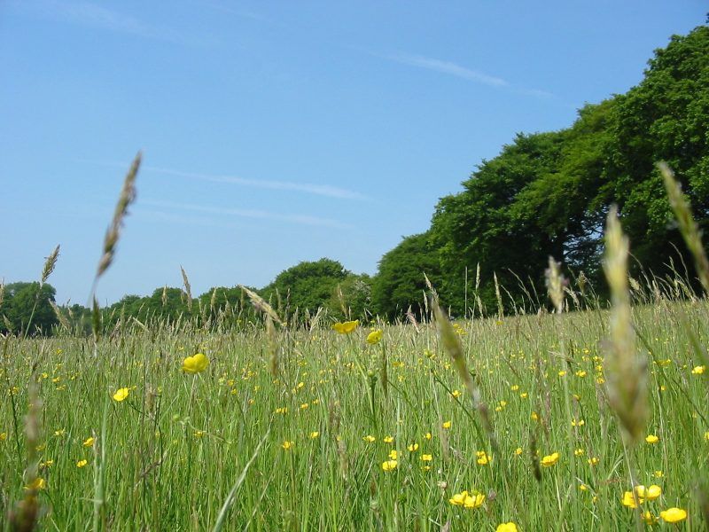 Views up the meadow through the buttercups and long grass at Usk Castle Chase