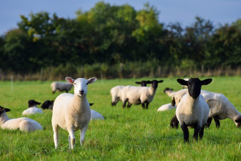 Sheep grazing at the Aylesbury Vale natural burial ground