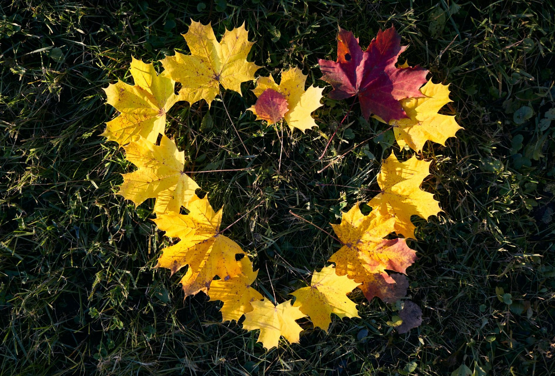 Sycamore leaves arranged in a heart shape on the grass. Photo by @nely_snork on Unsplash