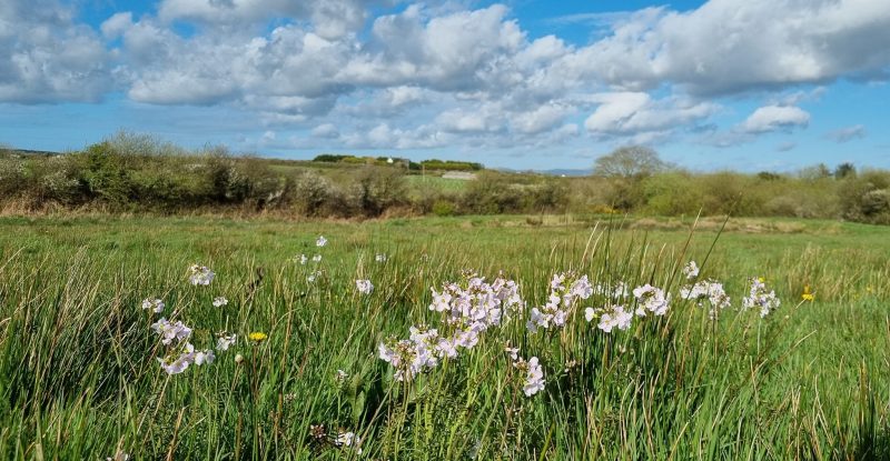 View across the meadow at Pembrokeshire natural burial ground