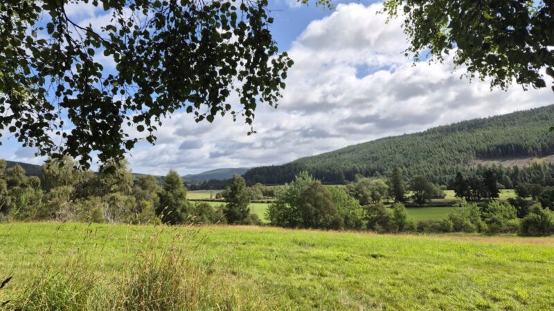 A lush green field with tall grass in the foreground, bordered by trees and rolling forested hills under a partly cloudy sky. Sunlight filters through tree branches above, creating a peaceful scene ideal for coping with the loss of a pet.