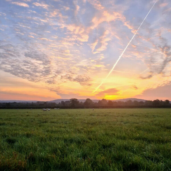 A grassy field under a colorful sunrise sky, with streaks of clouds and a visible contrail. Trees line the horizon, and a few grazing animals can be seen in the distance.