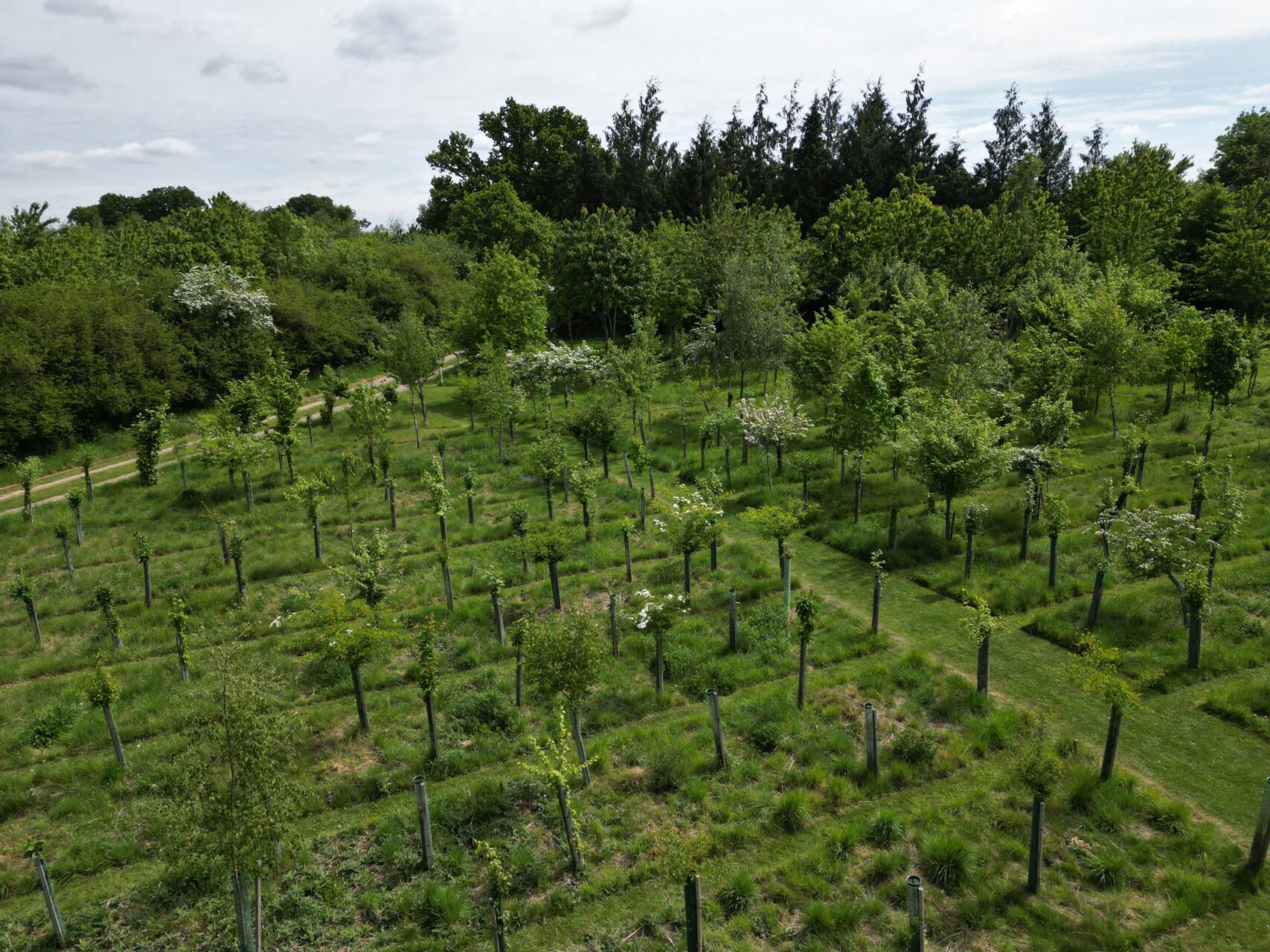 A grassy field with young trees planted in rows, each protected by a plastic guard, surrounded by dense green trees and bushes under a cloudy sky.