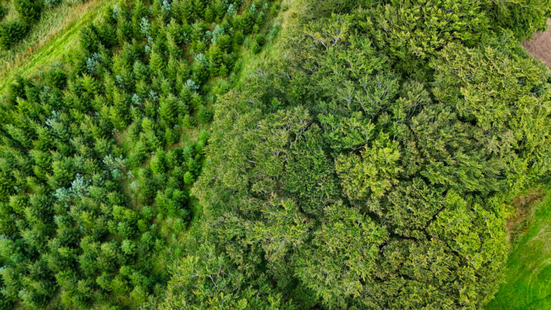 Aerial view of a forest with densely packed mature trees on the right and younger, evenly spaced saplings on the left, separated by a grassy path.