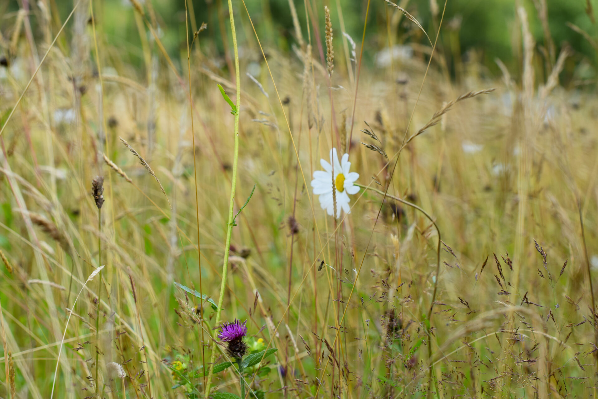 A close-up of tall, dry grasses in a meadow at Green Projects Leedam, with a single white daisy and a small purple flower standing out among the greenery. The background is softly blurred with hints of green.