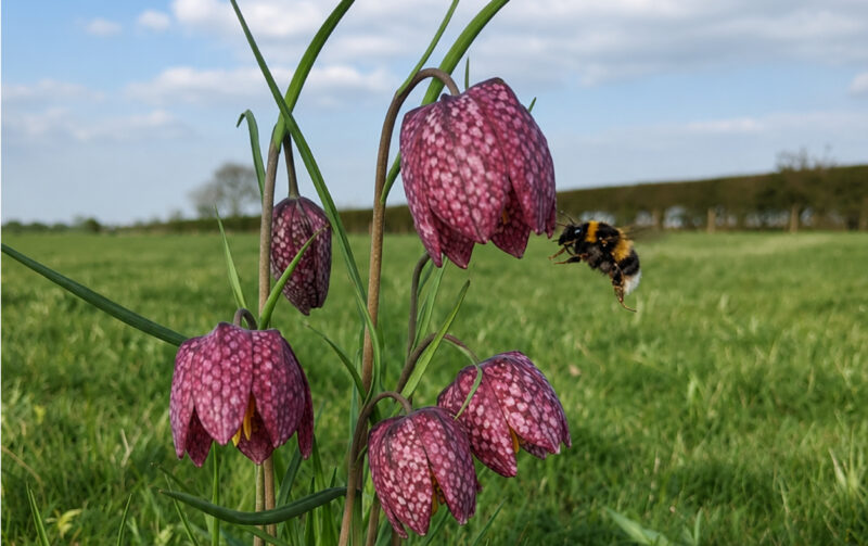 A bumblebee hovers near purple chequered snake's head fritillary flowers in a grassy field, with trees and a blue sky in the background—a peaceful scene showcasing the vital role bees play in pollination.
