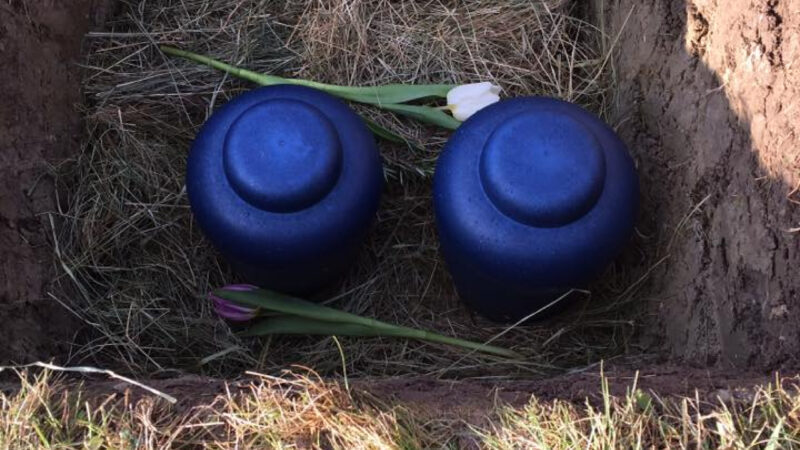 Two blue urns sit side by side in a grave with straw at the bottom, each capped with a single tulip—one white and one purple—as bees quietly buzz nearby.